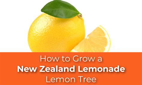 Grow a New Zealand Lemonade Lemon Tree.